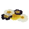 Pressed Primula Flowers, Count- 12